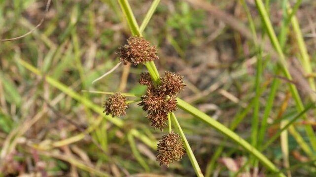 Cyperus difformis Plant growing on agriculture field