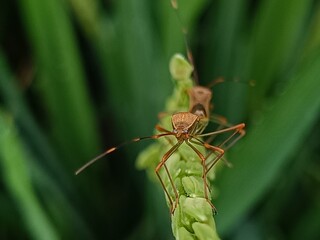 Close-up macro photo of a stink bug or Leptocorisa oratorius perched on a green rice plant with...