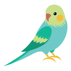 budgerigar vector illustration 
