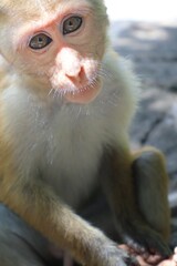 Pink face macaques looking calmy in to the camera with an innocent expression.Close up of a smart little monkey looking into camera.Indian common monkey in the forest of srilanka.