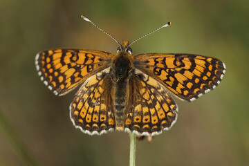 Closeup on a Glanville fritillary, Melitaea cinxia sunbathing with spread wings, France