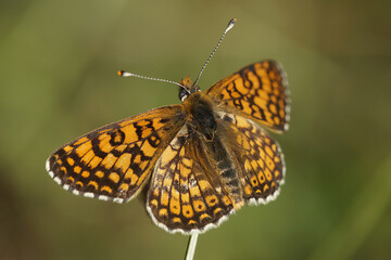 Obraz premium Closeup on a Glanville fritillary, Melitaea cinxia sunbathing with spread wings, France
