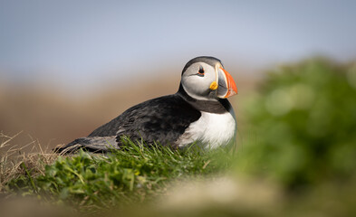 Puffin on a bird cliff with blurry background