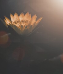 Beautiful nature wallpaper with sunlight falling on a white lily in a pond.New beginning and positive vibration concept.natural mobile wallpaper.Scenic edited peaceful lily plant image.