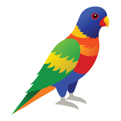 rainbow lorikeet vector illustration