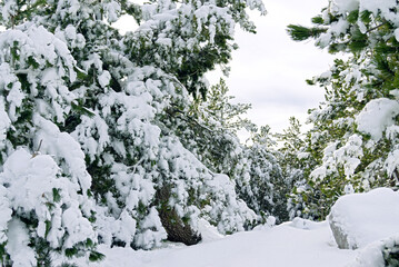 Snowy coniferous forest: landscape with snowdrifts and snow-covered pines from Orjen Nature Park. Snow in the mountains of Montenegro: nature outside the city in winter. Forest in December.