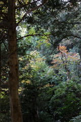 Trees in the autumn forest. Natural fall forest background.