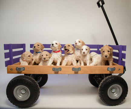 Studio shot of a Litter of eight goldendoodle puppies on a toy wagon