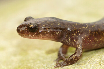Closeup on a juvenile Japanese Hokkaido salamander, Hynobius retardatus posing on a stone