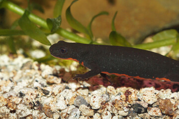 Closeup on the black Chinese fire belly newt, Cynops orientalis