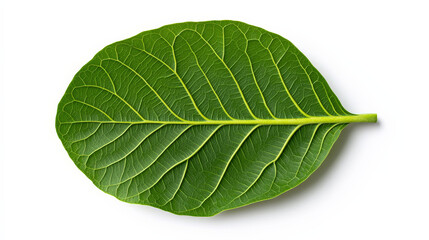 Obraz premium Single Green Leaf: A vibrant green leaf with intricate veins, isolated against a clean background. This macro shot captures the delicate beauty and natural texture of a single leaf.