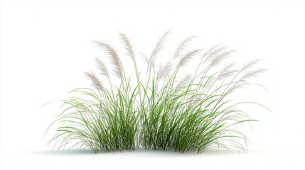 Realistic plant grass isolated for nature-themed designs, eco-friendly concepts, and detailed botanical illustrations