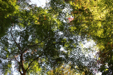 Beautiful leaves of Acer Palmatum, Japanese Maple tree in autumn. Trees with foliage, mainly green, partially red and yellow in fall bottom view.  Natural forest background.