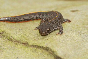 Closeup on a juvenile Balkan or Buresch's crested newt, Triturus ivanbureschi