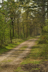 Serene earth Forest Pathway between lush green trees 