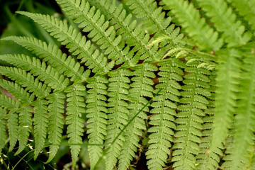 Fern leaf close-up. Green fern leaf illuminated by the sun. Fern, top view.