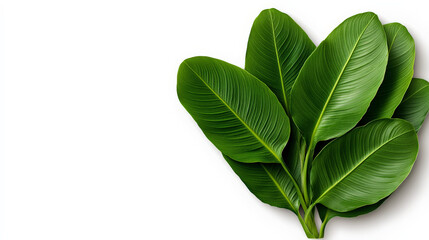 Obraz premium Lush Green Leaves: A vibrant cluster of rich, green leaves, perfect for adding a touch of nature to your designs. 