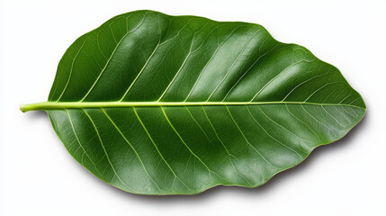 Fototapeta premium Vibrant Green Leaf: Close-up of a single, lush green leaf, showcasing intricate details and vibrant color. Perfect for nature-themed designs and projects. 