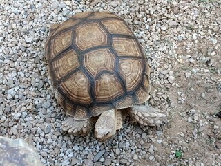 A land-based large turtle. Animals in the zoo.
