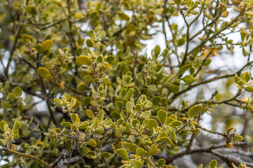 San Gabriel Mountains, Los Angeles County, California. Angeles National Forest / San Gabriel Mountains National Monument. Mount Wilson. Phoradendron villosum, Pacific mistletoe and oak mistletoe. 