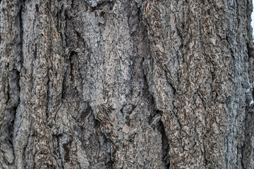Pseudotsuga macrocarpa, bigcone spruce or bigcone Douglas-fir, San Gabriel Mountains, Los Angeles County, California. Angeles National Forest / San Gabriel Mountains National Monument. Mount Wilson. 