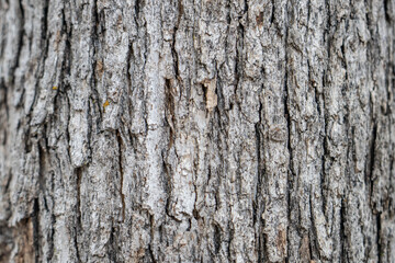 Naklejka premium San Gabriel Mountains, Los Angeles County, California. Angeles National Forest / San Gabriel Mountains National Monument. Mount WilsonMoun. Quercus chrysolepis, canyon live oak, canyon oak,