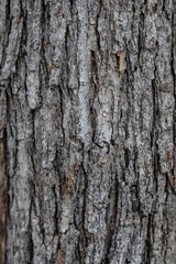 Fototapeta premium San Gabriel Mountains, Los Angeles County, California. Angeles National Forest / San Gabriel Mountains National Monument. Mount WilsonMoun. Quercus chrysolepis, canyon live oak, canyon oak,