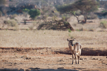 Waterbock in the Savannah of Africa