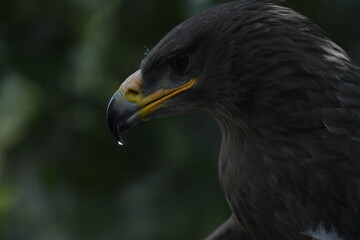 eagle on the tree