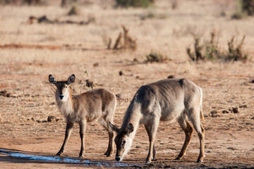 antelope in the desert
