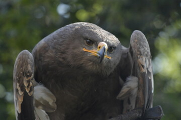eagle on the tree in the Masai Mara