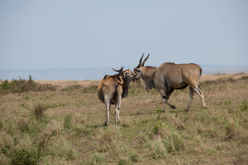 Elenantelope in the savannah of Africa