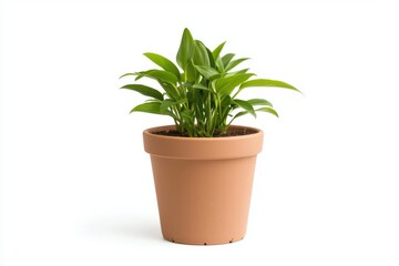 Obraz premium Elegant plant pot showcasing fresh greenery on a clean white background