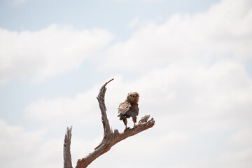 eagle on the tree in the Masai Mara