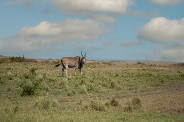 Elenantelope in the savannah of Africa
