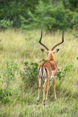 impala in the savannah