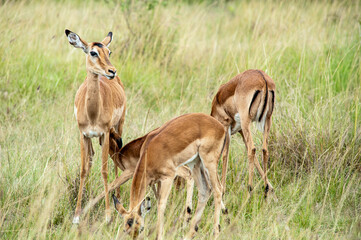 impala in the savannah