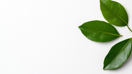 Green Leaves on White: Minimalist beauty with a touch of nature, featuring three vibrant green leaves arranged in a simple yet elegant composition.