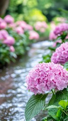 Fototapeta premium Serene Garden Pathway with Blooming Pink Hydrangeas and Glistening Stream, Capturing the Essence of Nature's Beauty in a Lush Green Environment