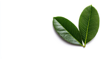 Obraz premium Green Leaves Duo: Nature's Embrace 