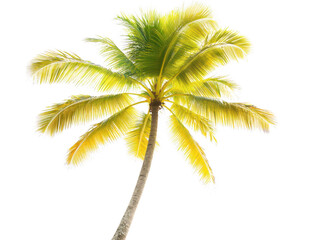 Striking silhouette of a palm tree against dramatic black background