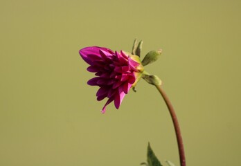 Pink flower on a green background