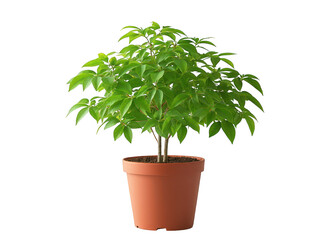 Fototapeta premium Flourishing small plant in a pot, testament to nature's resilience and growth