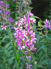 pink derbennik (Lythrum salicaria) blooms in summer