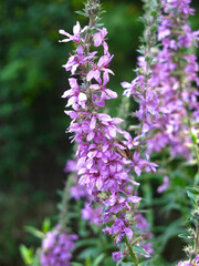 pink derbennik (Lythrum salicaria) blooms in summer