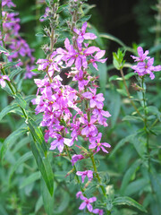 pink derbennik (Lythrum salicaria) blooms in summer