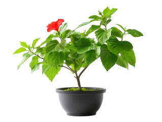Obraz premium A tiny potted plant with striking red flower, burst of nature's beauty vibrant