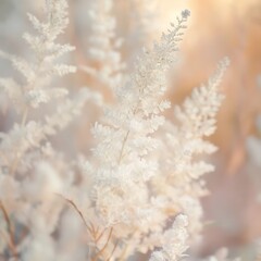 Garden Astilbe bloom