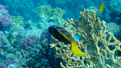 Rusty parrotfish (Scarus ferrugineus) and reticulated fire coral (Millepora dichotoma) undersea, Red Sea, Egypt, Sharm El Sheikh, Montazah Bay