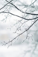 Obraz premium Winter Frost on Tree Branches: Delicate Ice Crystals